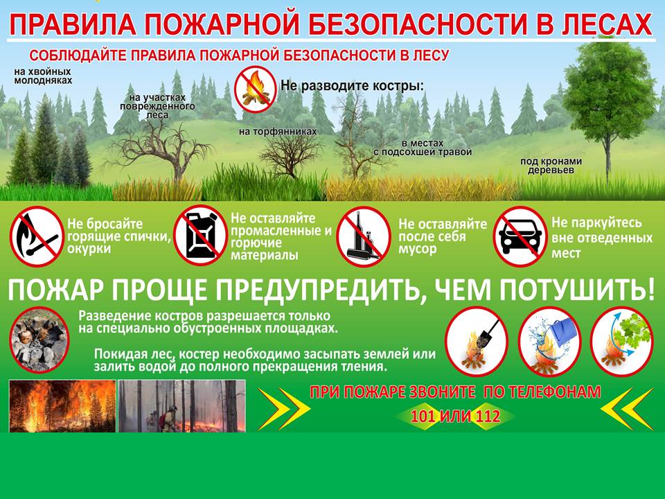 Правила пожарной безопасности в лесах 3.jpg